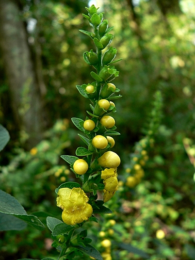 {Dasistoma macrophyllum}